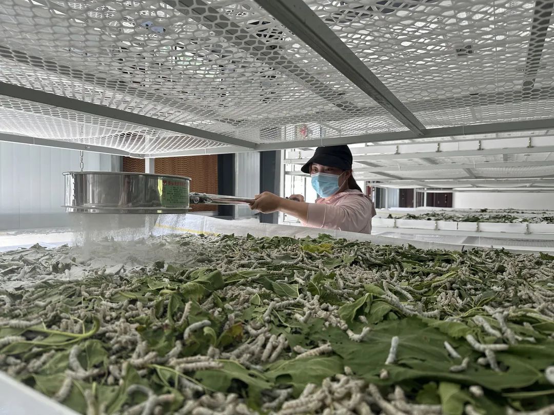 澳門最精準正最精準龍門蠶，揭秘一個神秘的世界，澳門神秘之門，揭秘精準龍門蠶的世界